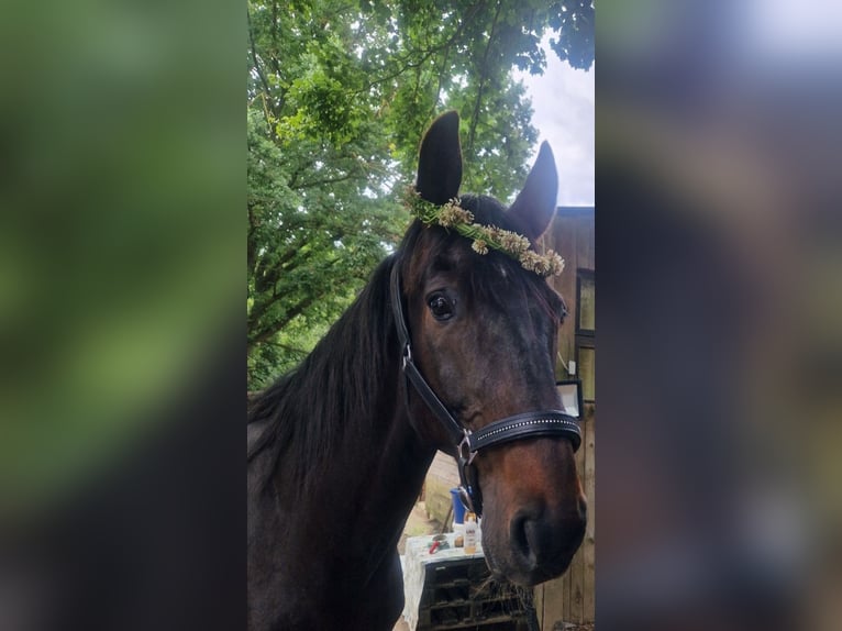 Französischer Traber Wallach 14 Jahre 166 cm Brauner in Furth im Wald