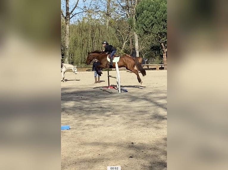 Französischer Traber Wallach 14 Jahre 170 cm Dunkelfuchs in Sillas