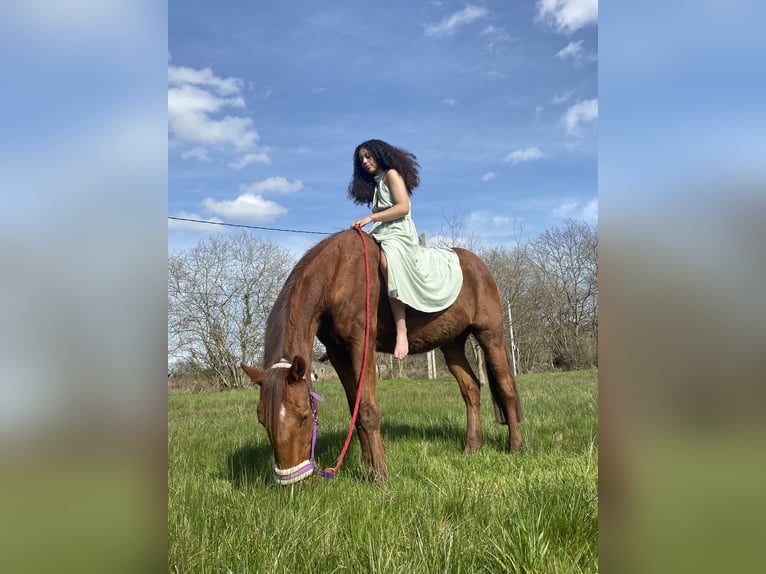 Französischer Traber Wallach 14 Jahre 170 cm Dunkelfuchs in Sillas