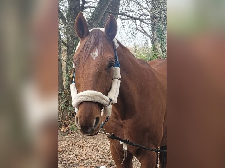 Französischer Traber Wallach 14 Jahre 170 cm Dunkelfuchs in Sillas