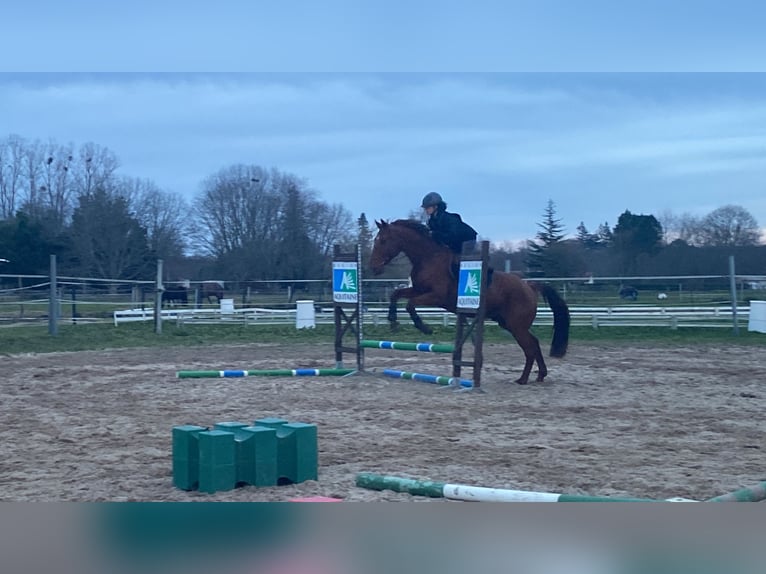 Französischer Traber Wallach 14 Jahre 170 cm Dunkelfuchs in Sillas