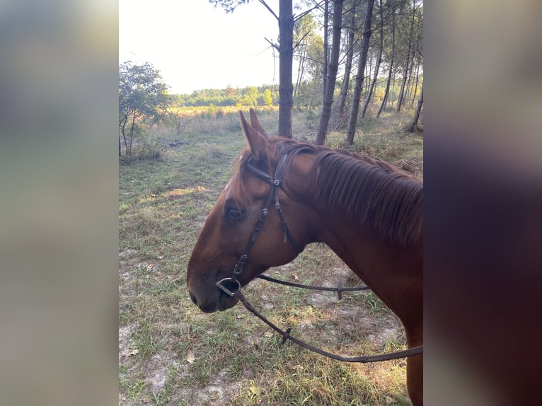 Französischer Traber Wallach 14 Jahre 170 cm Dunkelfuchs in Sillas