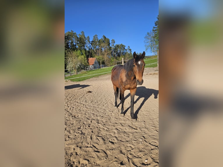 Französischer Traber Wallach 15 Jahre 163 cm Brauner in Mitwitz