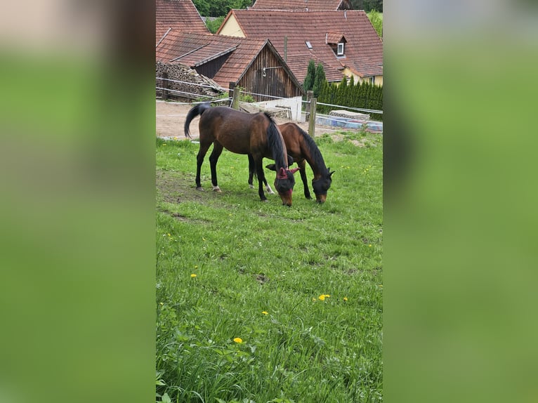 Französischer Traber Wallach 15 Jahre 163 cm Brauner in Mitwitz