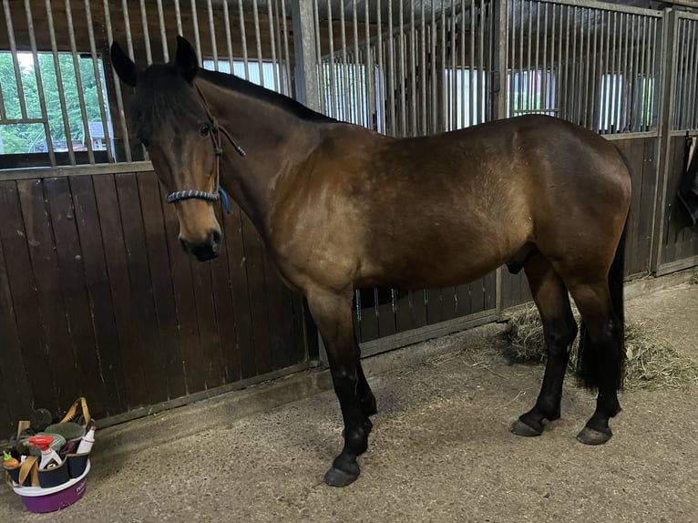 Französischer Traber Wallach 16 Jahre 158 cm Brauner in Bottrop