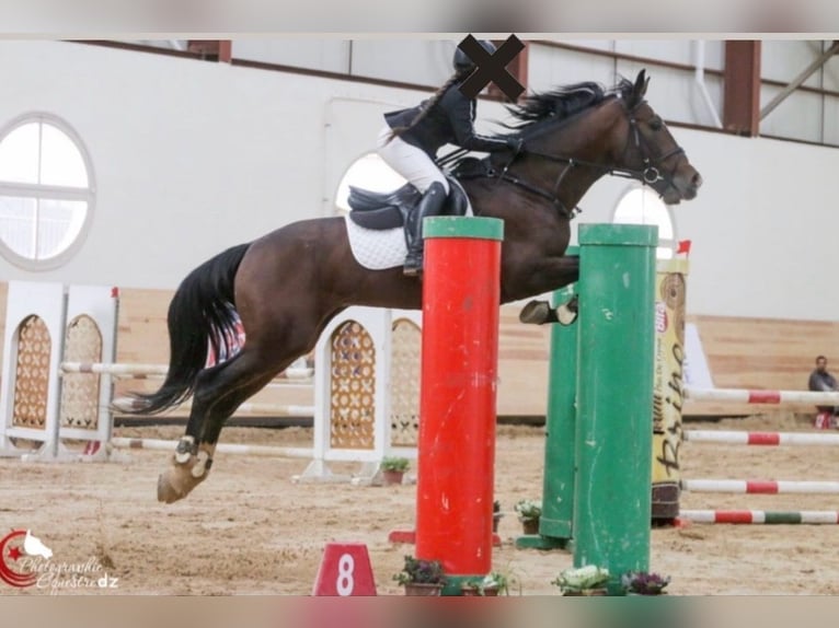 Französischer Traber Mix Wallach 16 Jahre 165 cm Brauner in Stuttgart Vaihingen