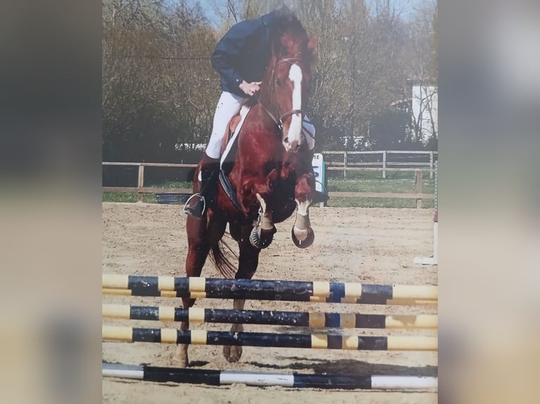 Französischer Traber Wallach 18 Jahre 170 cm Fuchs in LA GARETTE