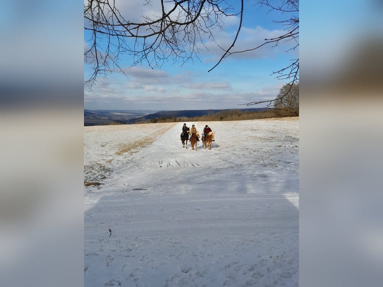 Französischer Traber Wallach 19 Jahre 172 cm Brauner in Kaltennordheim