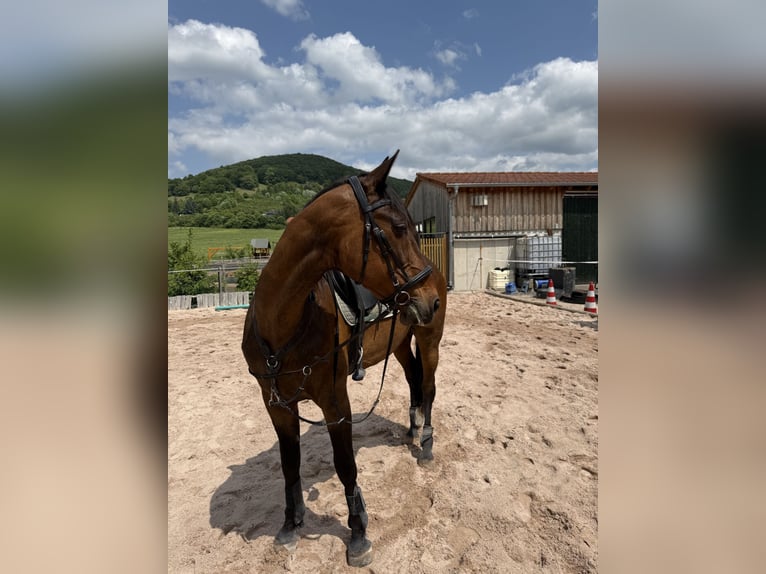 Französischer Traber Wallach 19 Jahre 172 cm Brauner in Kaltennordheim