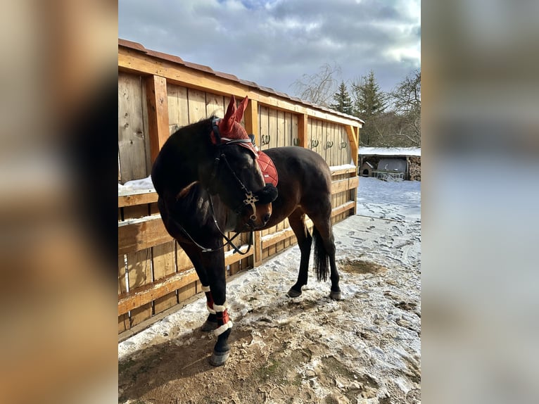 Französischer Traber Wallach 19 Jahre 172 cm Brauner in Kaltennordheim