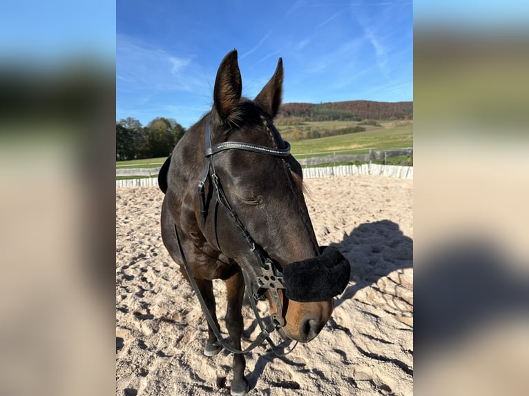 Französischer Traber Wallach 19 Jahre 172 cm Brauner in Kaltennordheim