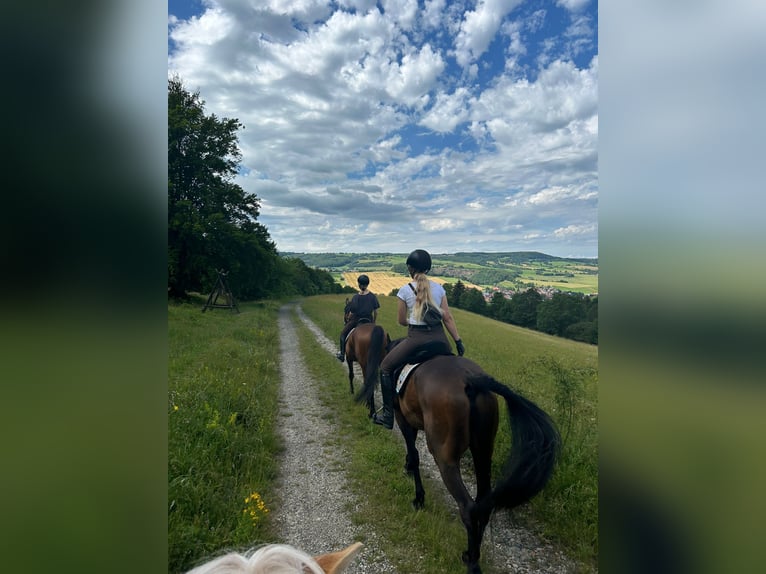 Französischer Traber Wallach 19 Jahre 172 cm Brauner in Kaltennordheim