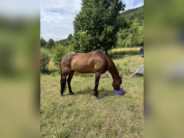 Französischer Traber Wallach 19 Jahre 172 cm Dunkelbrauner in Kaltennordheim