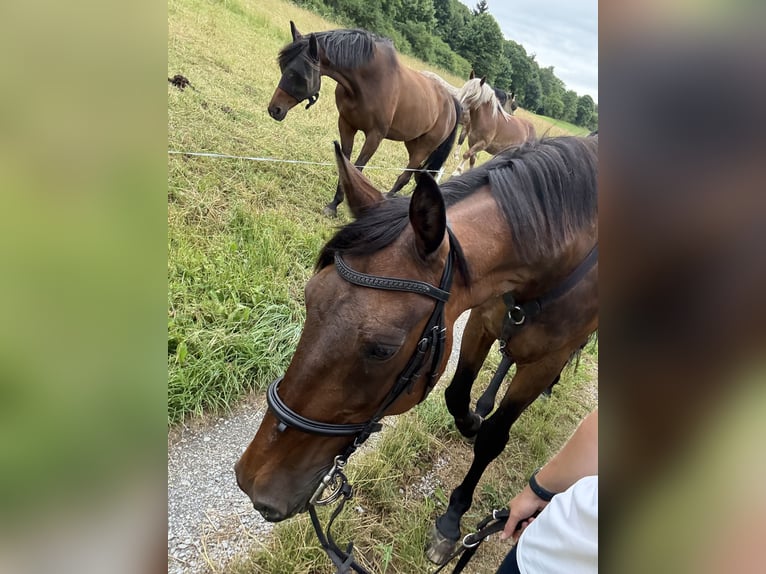 Französischer Traber Wallach 19 Jahre 172 cm Dunkelbrauner in Kaltennordheim