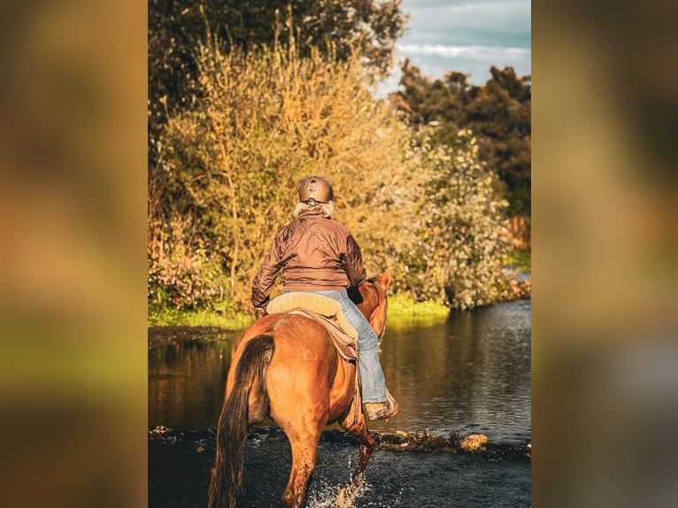 Französischer Traber Wallach 22 Jahre 166 cm Fuchs in Werl