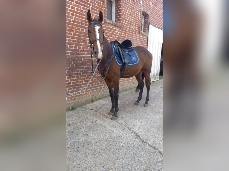 Französischer Traber Wallach 2 Jahre 155 cm Brauner in EPENANCOURT