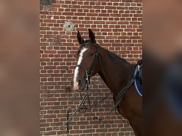 Französischer Traber Wallach 2 Jahre 155 cm Brauner in EPENANCOURT