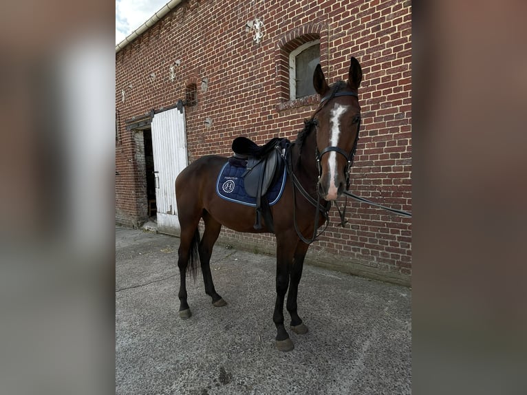 Französischer Traber Wallach 2 Jahre 155 cm Brauner in EPENANCOURT