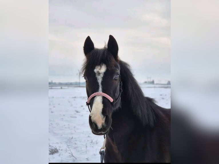 Französischer Traber Wallach 3 Jahre 160 cm Brauner in Mezőtur