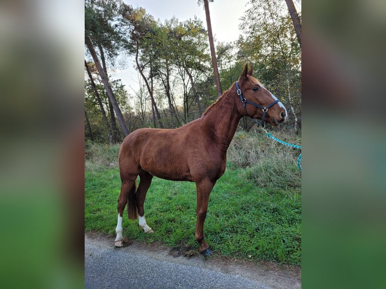 Französischer Traber Wallach 3 Jahre 160 cm Fuchs in Weeze