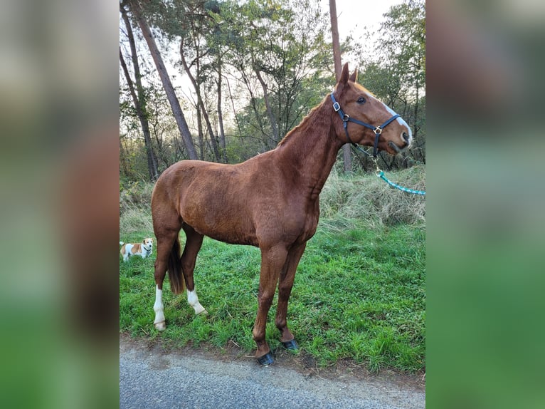 Französischer Traber Wallach 3 Jahre 160 cm Fuchs in Weeze