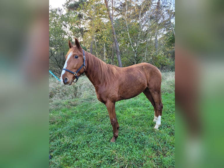 Französischer Traber Wallach 3 Jahre 160 cm Fuchs in Weeze