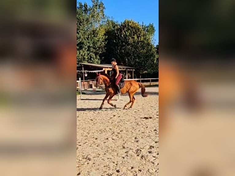 Französischer Traber Wallach 3 Jahre 162 cm Fuchs in Montélimar