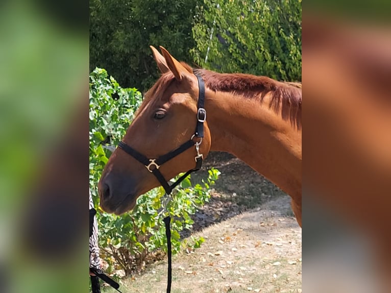 Französischer Traber Wallach 3 Jahre 162 cm Fuchs in Montélimar