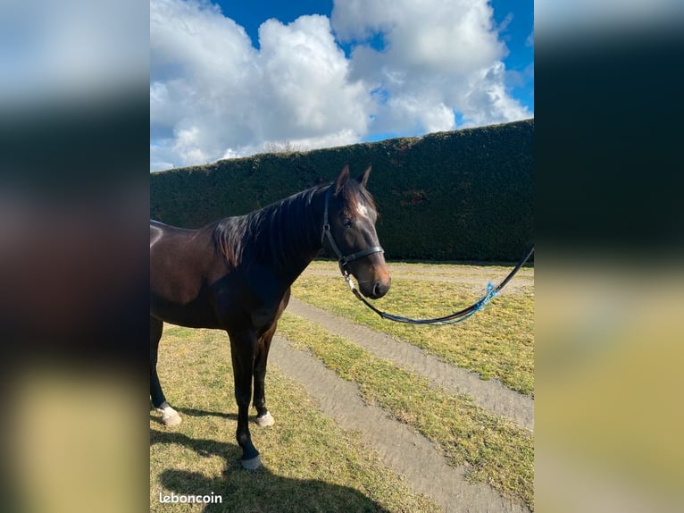 Französischer Traber Wallach 3 Jahre Dunkelbrauner in Sury-le-Comtal