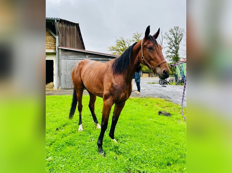 Französischer Traber Wallach 4 Jahre 152 cm Dunkelbrauner in Auffargis