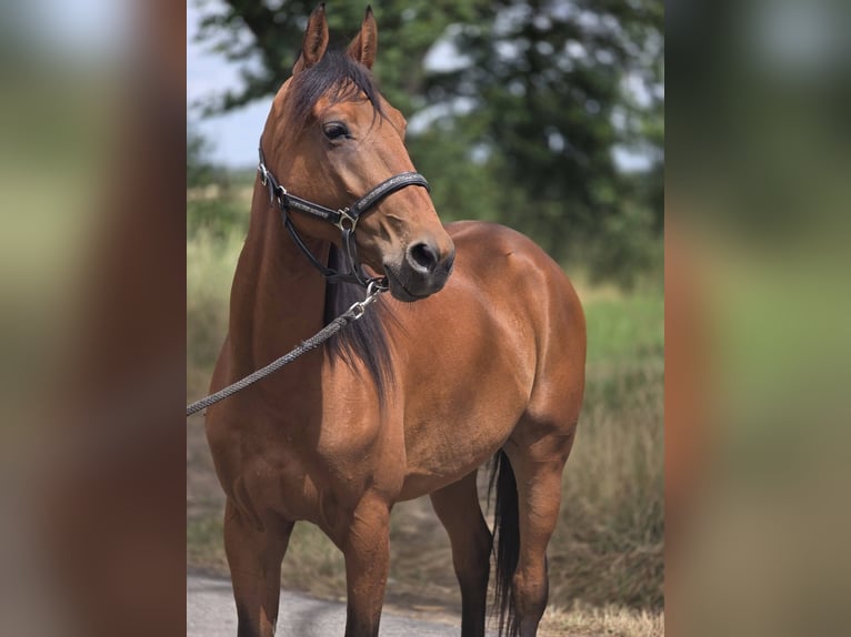 Französischer Traber Wallach 4 Jahre 157 cm Brauner in VAUMAS