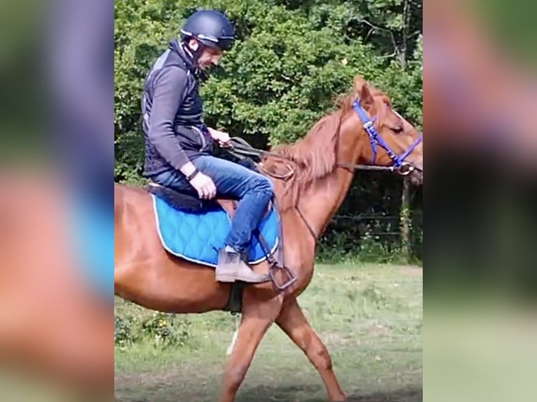 Französischer Traber Wallach 4 Jahre 160 cm Fuchs in Saint-Brevin-les-Pins