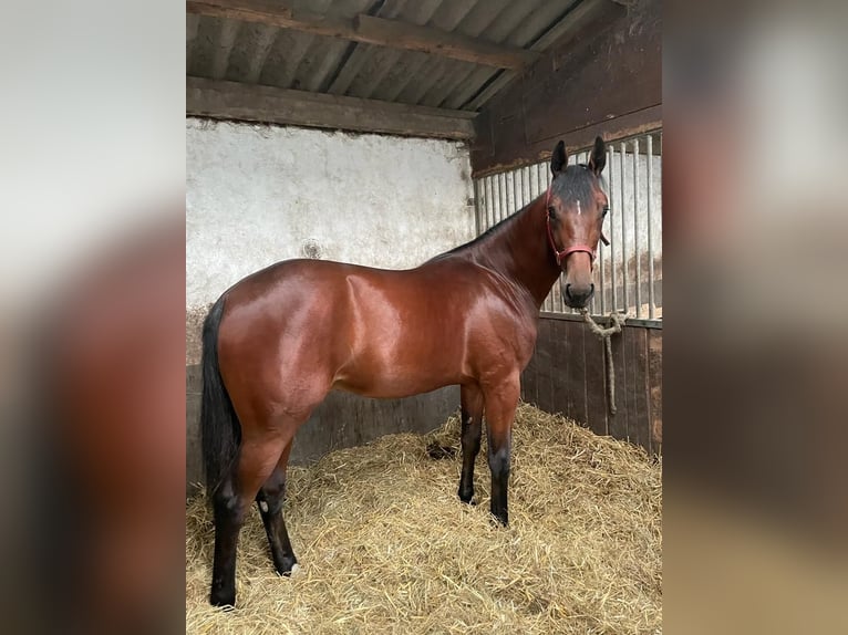 Französischer Traber Wallach 4 Jahre 163 cm Dunkelbrauner in Tolkamer