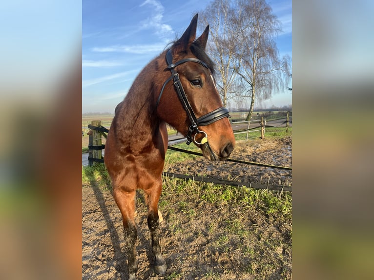 Französischer Traber Wallach 4 Jahre 163 cm Dunkelbrauner in Tolkamer