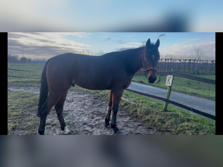 Französischer Traber Wallach 4 Jahre 163 cm Dunkelbrauner in Tolkamer