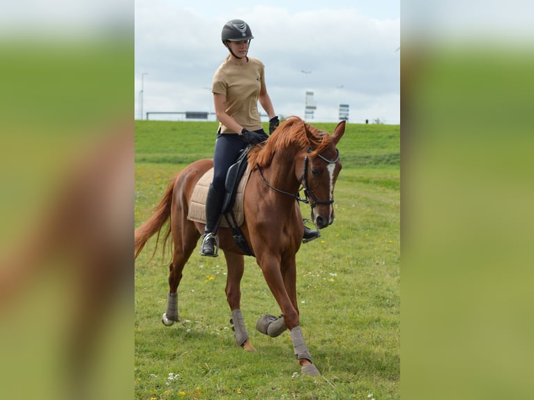 Französischer Traber Wallach 4 Jahre 167 cm Rotfuchs in Hoek van Holland