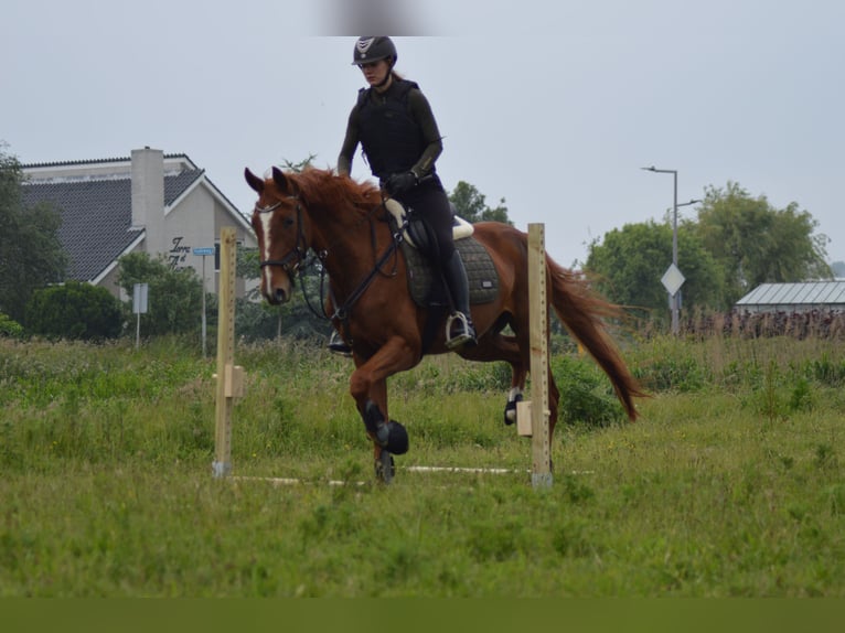 Französischer Traber Wallach 4 Jahre 167 cm Rotfuchs in Hoek van Holland