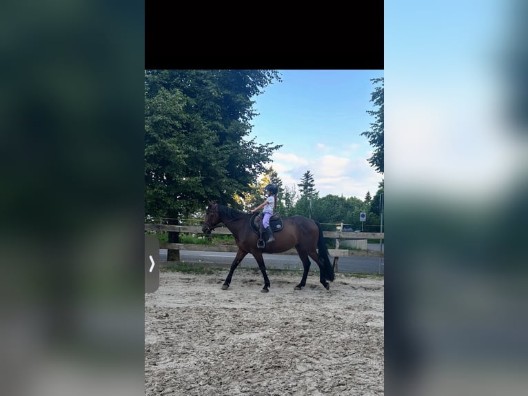 Französischer Traber Wallach 4 Jahre 170 cm Dunkelbrauner in Neuch&#xE2;tel