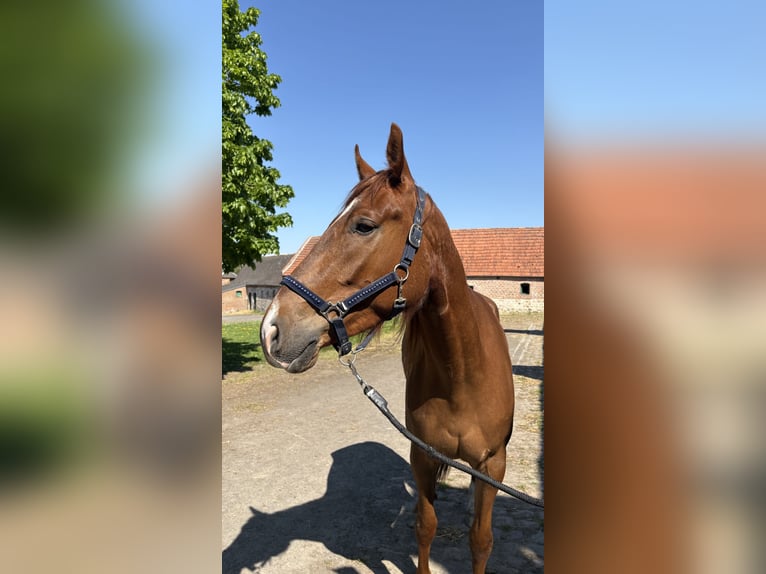 Französischer Traber Wallach 4 Jahre 173 cm Fuchs in Capelle Sur Ecaillon
