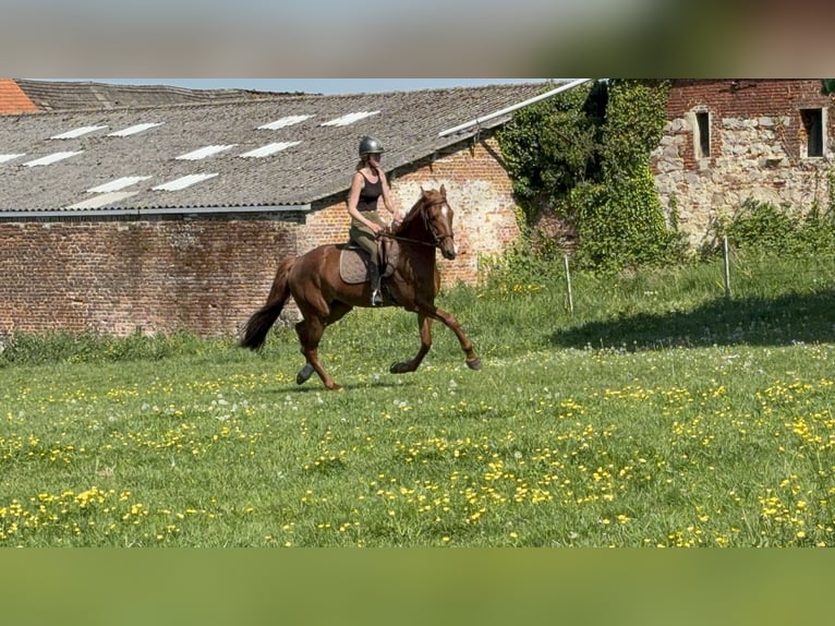 Französischer Traber Wallach 4 Jahre 173 cm Fuchs in Capelle Sur Ecaillon