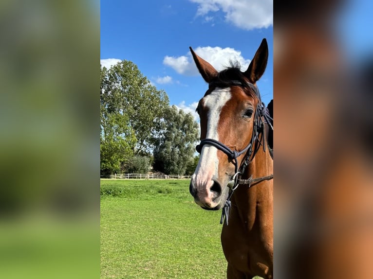Französischer Traber Wallach 4 Jahre 64 cm Brauner in Desselgem