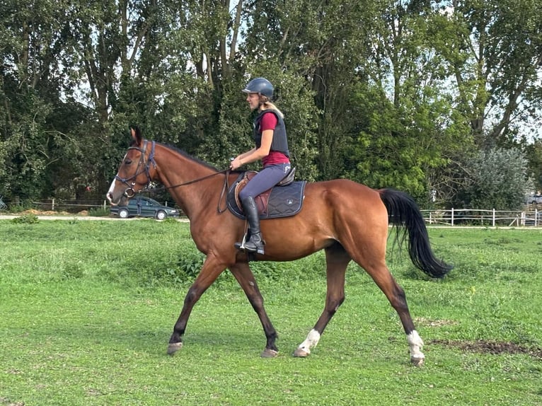 Französischer Traber Wallach 4 Jahre 64 cm Brauner in Desselgem