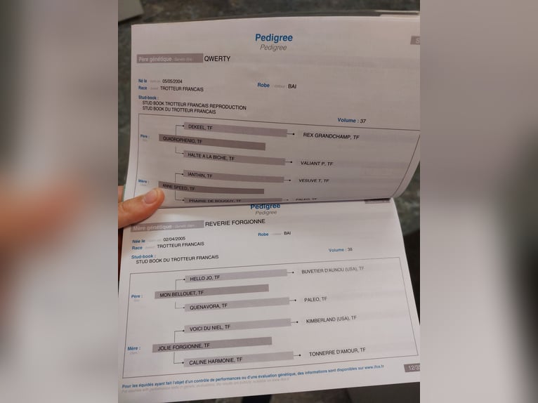 Französischer Traber Wallach 5 Jahre 158 cm Brauner in Kirchbichl