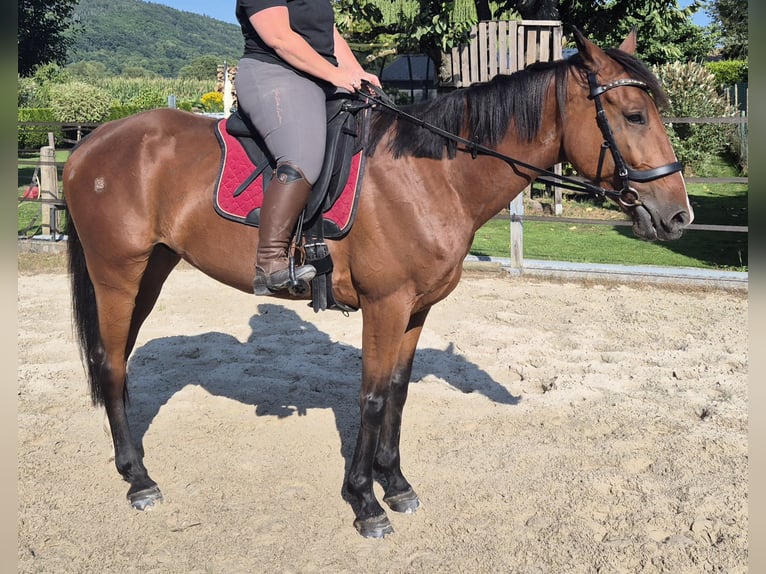 Französischer Traber Wallach 5 Jahre 160 cm Brauner in Rotenburg an der Fulda