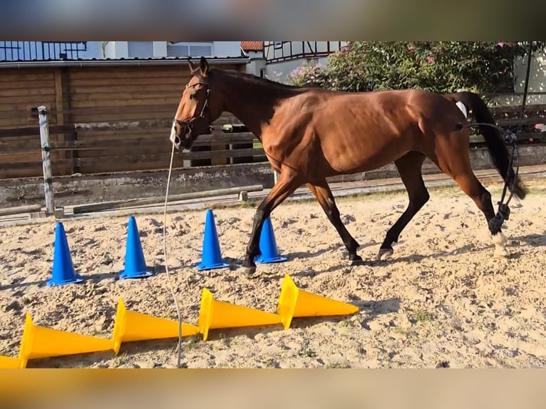 Französischer Traber Wallach 5 Jahre 160 cm Brauner in Rotenburg an der Fulda