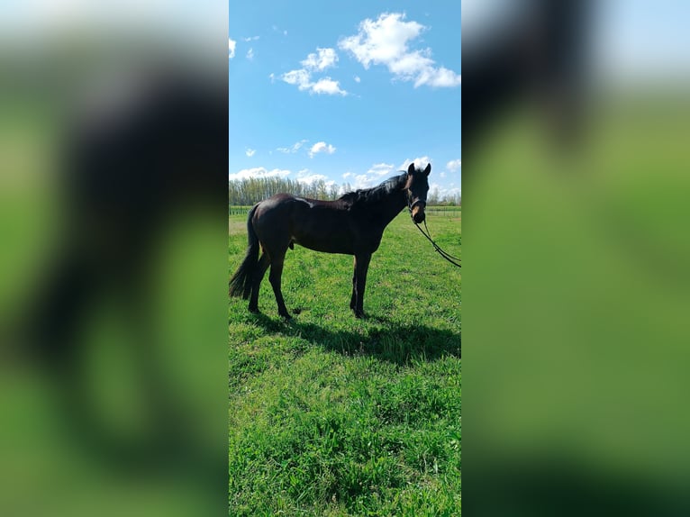 Französischer Traber Wallach 5 Jahre 161 cm Brauner in Plaisance-du-Touch