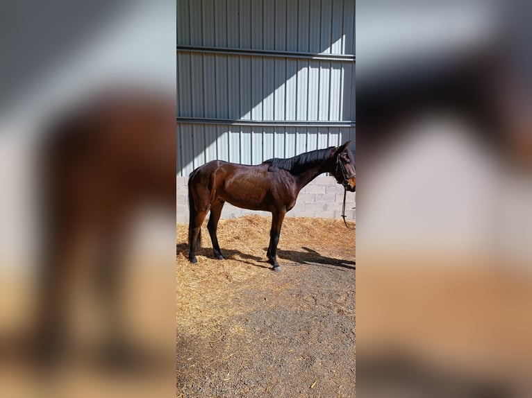 Französischer Traber Wallach 5 Jahre 161 cm Brauner in Plaisance-du-Touch