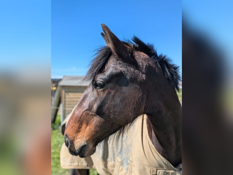 Französischer Traber Wallach 5 Jahre 161 cm Brauner in Plaisance-du-Touch
