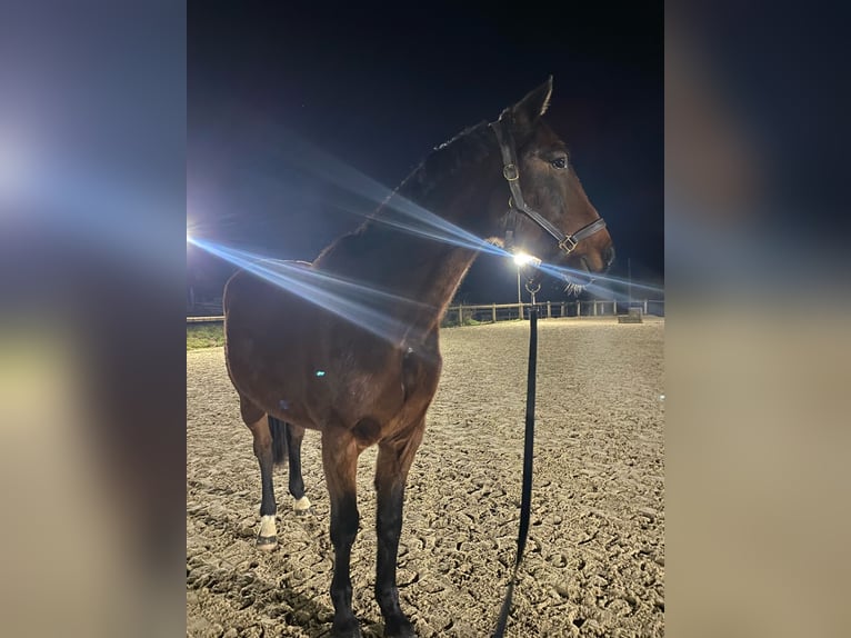 Französischer Traber Wallach 5 Jahre 162 cm Brauner in Versonnex