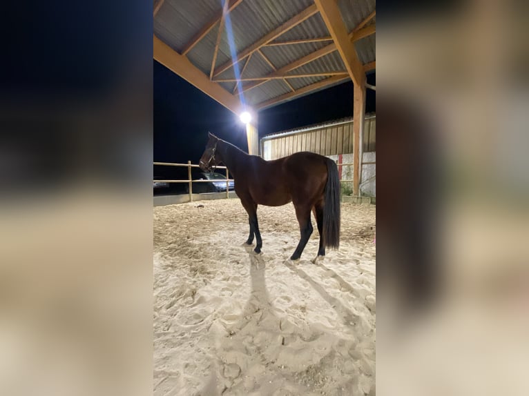 Französischer Traber Wallach 5 Jahre 162 cm Brauner in Versonnex